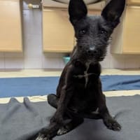Sila sucht ein liebevolles Zuhause., Hündin zur Adoption