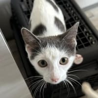 Bobby sucht seine Menschen, Kater zur Adoption