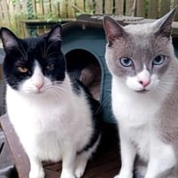 Leo & Vito suchen zusammen, Kater zur Adoption