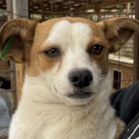 PAULINA-zuckersüße Jung-Hündin,42 cm, Hündin zur Adoption