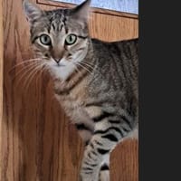 Neugieriger Sol sucht Heim mit Freilauf, Kater zur Adoption