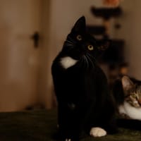 Katzenkind PENELOPE sucht ihr Zuhause!, Katze zur Adoption