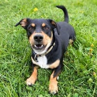 Joshu - sucht den richtigen Menschen, Hund zur Adoption