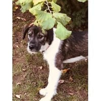 Neli - wartet in 35619 Braunfels, Hündin zur Adoption