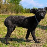 Rina, zarte. aktive Junghündin, Hündin zur Adoption