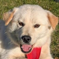 Cindy 💗 wartet in 12529 Schönefeld, Hündin zur Adoption