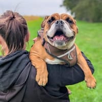 Betty sucht tolles zu Hause, Hündin zur Adoption