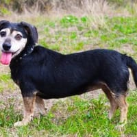 Bori su. ebenerdiges Zuhause, Hündin zur Adoption