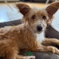 Lady sucht liebevolle, aktive Menschen, Hündin zur Adoption