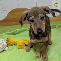 Pluto sucht ein Zuhause, Hund zur Adoption