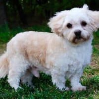 Herbert unkomplizierter kleiner Rüde, Hund zur Adoption