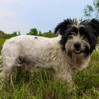 Pele, su. hunderfahrene Besitzer, Hund zur Adoption