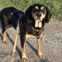Rhonda Bracken Mix 9-10 Jahre 47 cm, Hündin zur Adoption