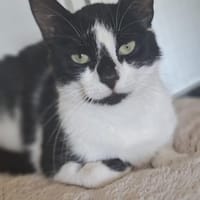 Patty sucht ein liebevolles Zuhause, Katze zur Adoption
