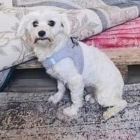 Milla sucht ein Zuhause, Hündin zur Adoption