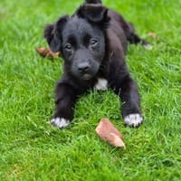 Liebe LEXI sucht ihr Für-Immer-Zuhause, Hündin zur Adoption