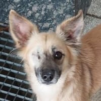 Wer gibt KIKA 2 ein Zuhause?, Hündin zur Adoption