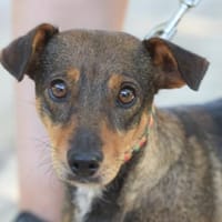 Posie - verschmust & stubenrein, Hündin zur Adoption