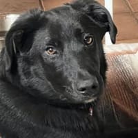 Lieber, freundlicher Coro, Hund zur Adoption
