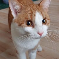 Einzelprinz Florin in 67112 Mutterstadt, Kater zur Adoption