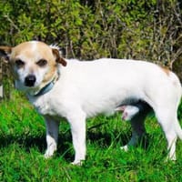 Mason, gerne für ältere Menschen, Hund zur Adoption