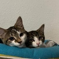 Izzy u. Ivo suchen ein liebevolles Heim, Kater zur Adoption