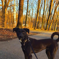 Aktiver MOJO sucht Für-Immer-Zuhause, Hund zur Adoption