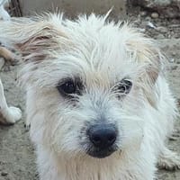 CHARLY-zauberhafter Wuschel-Rüde,28 cm, Hund zur Adoption