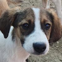 JONNY-hübscher Tricolour-Jung-Rüde,35 cm, Hund zur Adoption