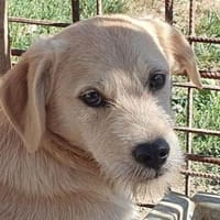 BARNY-zuckersüßer Jung-Rüde, 41 cm(w), Hund zur Adoption