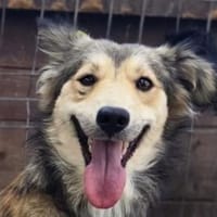 SIMBA-zauberhafter Jung-Rüde, 40 cm, Hund zur Adoption