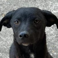 Virág - kleine Blume, Hündin zur Adoption