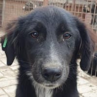 KÄTHE-hübsche Jung-Hündin, 48 cm, Hündin zur Adoption