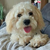 Pumba in 34466 Wolfhagen, Hund zur Adoption