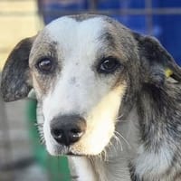 SHANTI-wunderschöne, sanfte Hündin,51 cm, Hündin zur Adoption