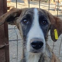 BALU-süßer, wunderschöner Jung-Rüde,45cm, Hund zur Adoption