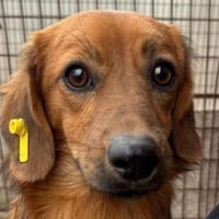SARAH-zuckersüße, kleine Hündin, 30 cm, Hündin zur Adoption