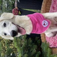 Aurora, Hündin zur Adoption