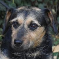 Pixie - Honeydrop, Hündin zur Adoption