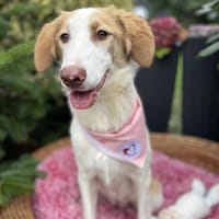 Lea, Hündin zur Adoption