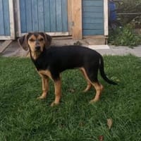 Zoe möchte zu Ihnen gehören, Hündin zur Adoption