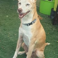 CULY- KLEINER GENTLEMAN, Hund zur Adoption