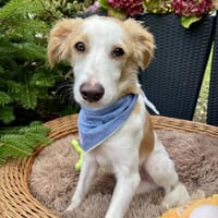 Pino, Hund zur Adoption