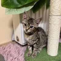 Timi & Tilda suchen ein Zuhause🤎, Kater zur Adoption