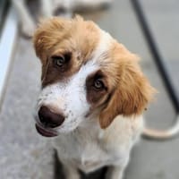 Welpe Liva -ein liebevoller Sonnenschein, Hündin zur Adoption