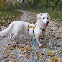 Fipps - wartet in 89257 Illertissen, Hund zur Adoption