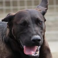 Santal - große Genießerin, Hündin zur Adoption