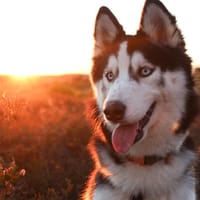 Lumi, Hündin zur Adoption