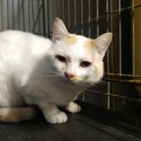 MALO, chat à adopter
