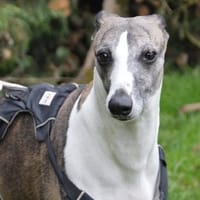NAÏA CHAO, chienne à adopter